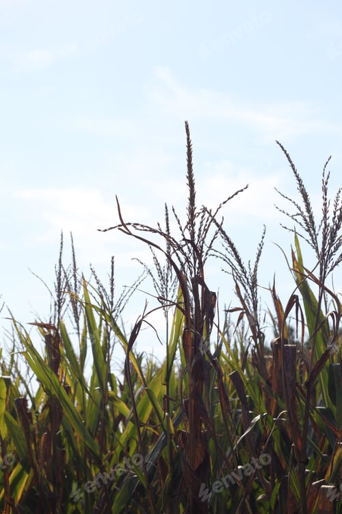Preview: Tall Corn Plants Growing In An Agricultural Field Under A Clear Blue Sky. 3421