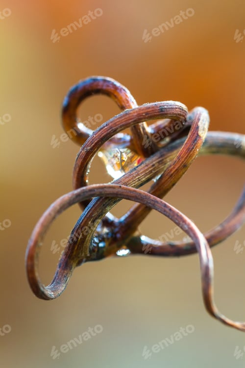 Preview: Close Op Of Twisted Runner Form A Grape Vine Holding A Water Drop With Autumn Colors In The