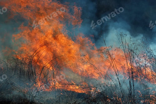 Preview: A Controlled Burn In Saint Louis Protected Prairie Fields, Missouri, Usa. Controlled Burns Help