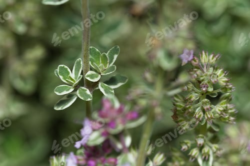 Preview: Close Up Of The Beautiful Flowers On An Organic Thyme Plant With A Natural Background