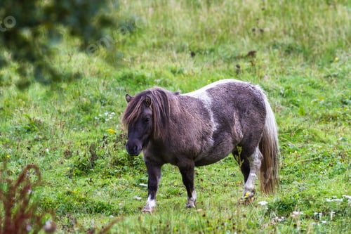 Preview: Close Up Of A Pony In The Scottish Highlands Walking On Fresh Green Grass