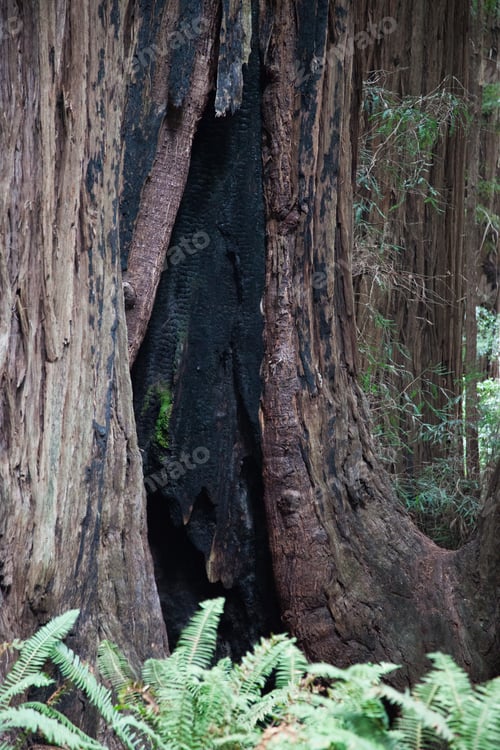 Preview: Redwood Trees In Muer Woods