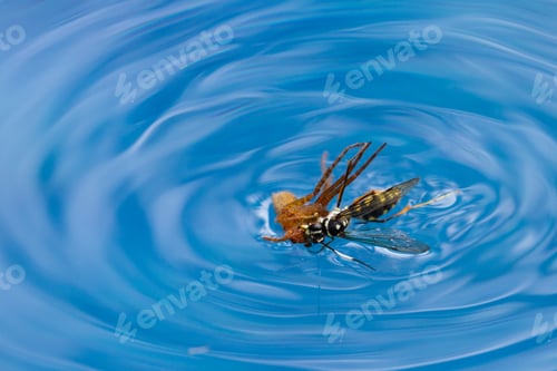 Preview: Action Shots Of A Spider Wasp Killing A Spider By Drowning It In A Swimming Pool In Costa Rica