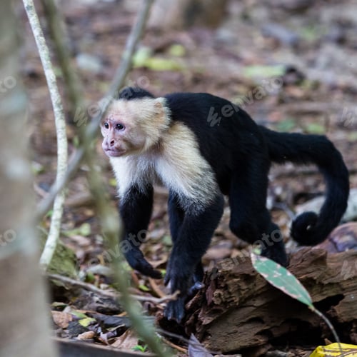 Preview: White Faced Monkey In Manuel Antonio Natural Park In Costa Rica
