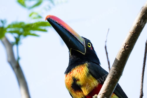 Preview: Fiery Billed Aracari Perched On A Small Branch In The Costa Rican Southern Pacific