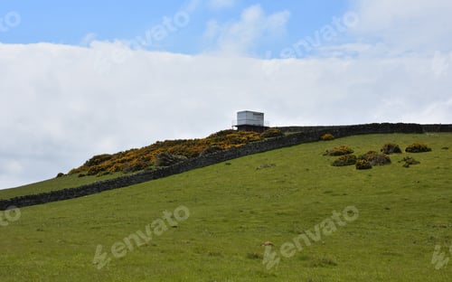 Preview: Gorse Bushes Flowering On A Hill In A Field.