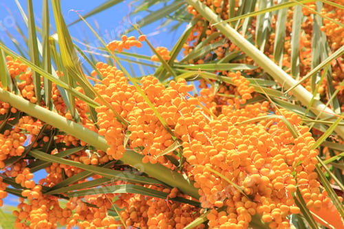 Preview: Dates, Fruit And Tree - Fantastic Colors Displayed In Yellow, Gold, Blue And Green As This