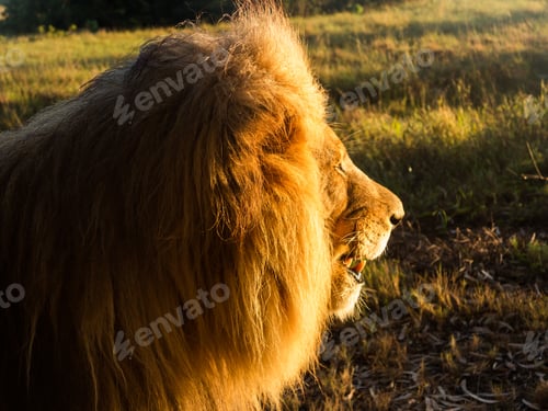 Preview: Close Up Of An Old Large Male Lion In Profile And Facing The Rising Sun In The Wild Savannah In