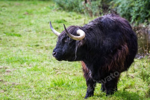 Preview: Close Up Of An Adult Highland Cow In A Field With Fresh Green Grass Late Summer In The Scottish