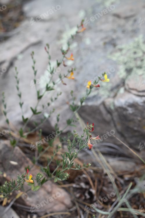 Preview: A Clump Of Desert Rock Pea Flowers 8202