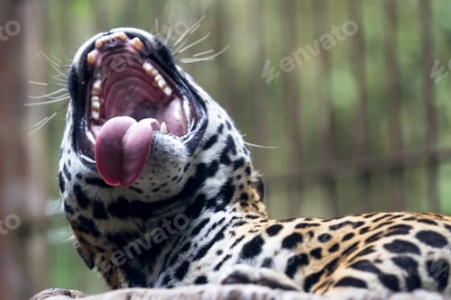 Preview: Close Up Of A Jaguar In A Wildlife Refuge In Costa Rica