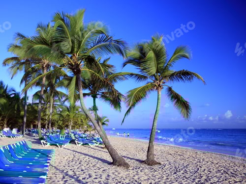 Preview: Palm Trees On The Tropical Beach