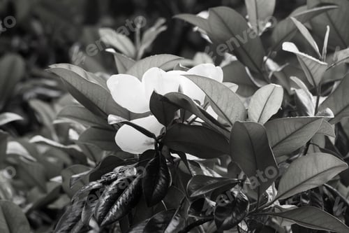 Preview: Magnolia Flower In Black And White