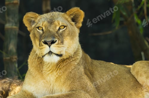 Preview: Strong Portrait Of A Female Lion Or Lioness Looking Calmly Towards The Viewer On A Warm Early