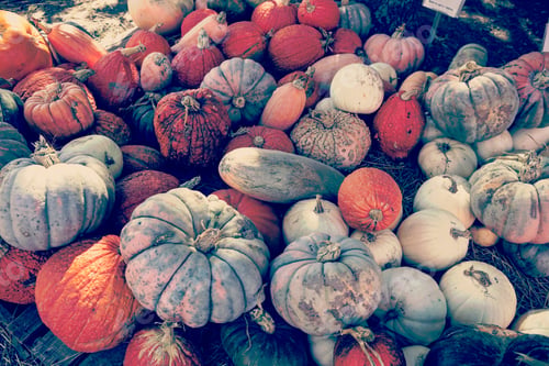 Preview: Pumpkins