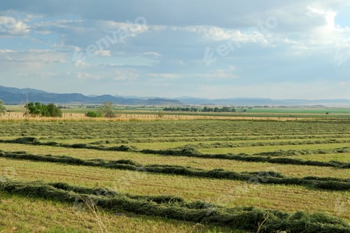 Preview: Cut Hay In Rows On A Farm In The Southwest. Scenic Americana Countryside Photography.