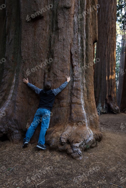 Preview: Young Man Hugging A Giant Sequoia Tree In The Sequoia Np In California