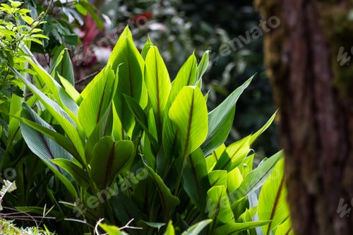 Preview: Green Vegetation Covering The Gourd And Adding Freshness To The Landscape In The Rainforest Of