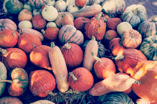 Preview: Pumpkins