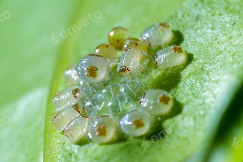 Preview: Macro Shot Of A Small Grouping Of Recently Hatched Spider Mites On The Underside Of A Green Leaf