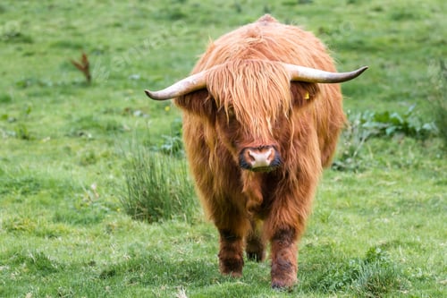 Preview: Young Highland Bull In Fresh Green Grass In The Scottish Highlands