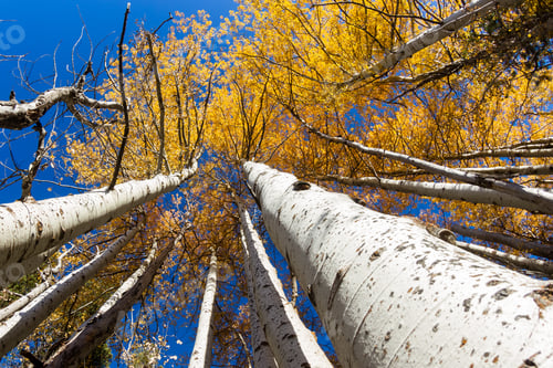 Preview: Colorful Birch Trees With Golden Yellow Leaves Late October With A Hint Of Blue Sky In The
