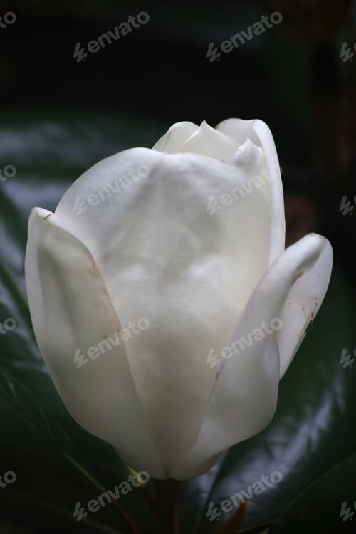 Preview: Magnolia Bloom Outdoors On A Tree