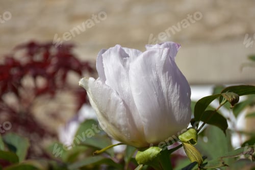 Preview: Flowering White Peony Flower Ready To Bloom In The Spring.