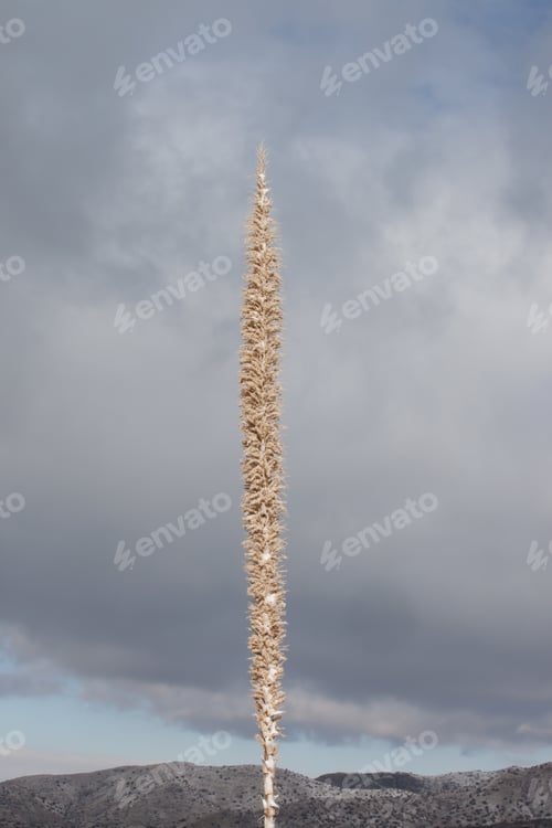 Preview: Cactus Plant Against A Cloudy Sky