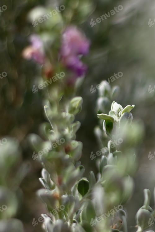 Preview: A Leucophyllum Fructescens Cenizo Plant With Purple Flowers 0713