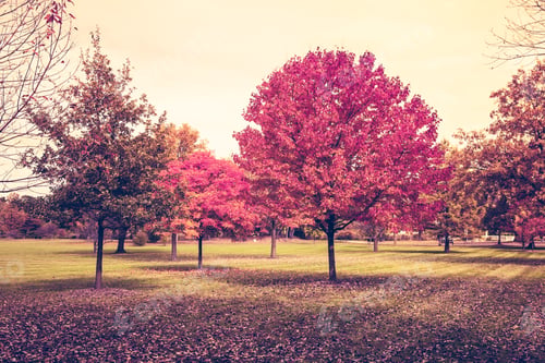 Preview: Autumn
