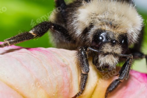 Preview: Close Up Of A Bumble Bee On A Colorful Petunia
