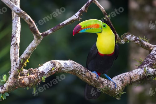 Preview: Close Up Of A Keel Billed Toucan Perched On A Tree Branch In Tropical Costa Rica