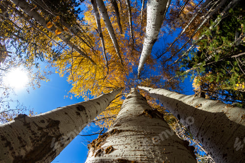 Preview: Colorful Birch Trees With Golden Yellow Leaves Late October With A Hint Of Blue Sky In The