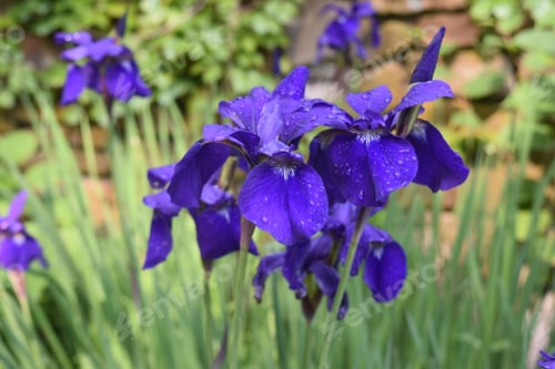 Preview: Pretty Dew Drops On The Petals Of Purple Siberian Iris Flowers.