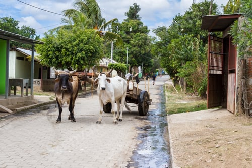 Preview: Tola, Nicaragua - January 20: Rural Streets In Nicaragua With A Pair Of Ox Strapped To A Cart In