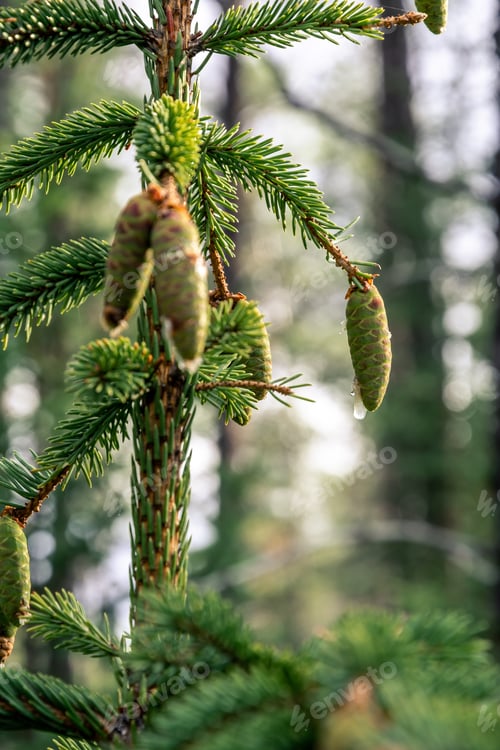 Preview: Close Up On Pine Cones In A Beautiful Forest Filled With Lots Of Black Spruce Trees And Green