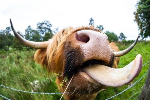Preview: Close Up Of The Toungue Of A Large Scottish Highland Bull