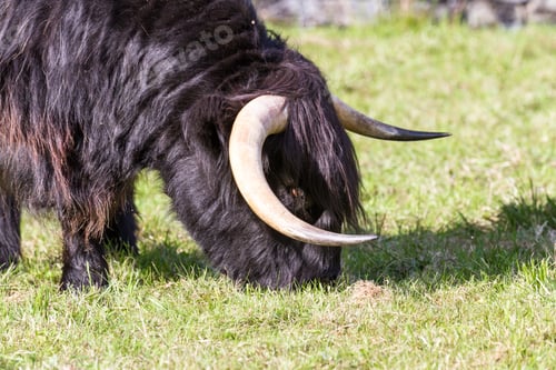 Preview: Close Up Of An Adult Highland Cow In A Field With Fresh Green Grass Late Summer In The Scottish