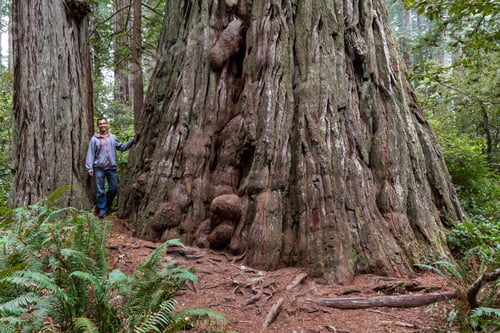 Preview: Young Man Standing Next To A Giant Red Wood Tree In A Park In Northern California