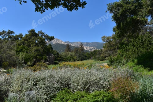 Aperçu: Spring Day At Santa Barbara Botanical Garden In California.