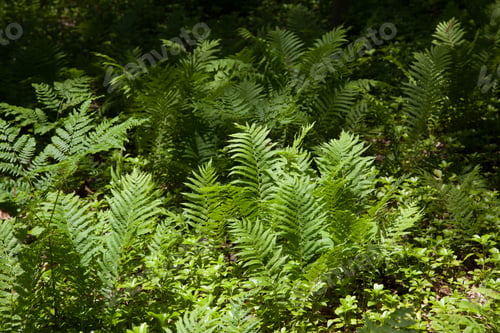 Preview: Green Ferns