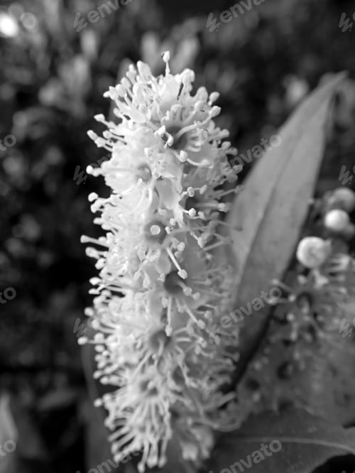 Preview: Flower Outdoors In Black And White