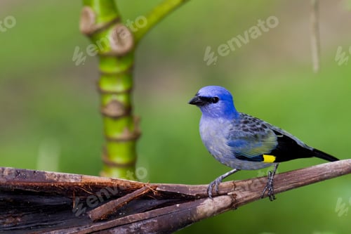 Preview: Beautiful Portrait Of A Blue Grey Tanager In The Rainforest Of Belize