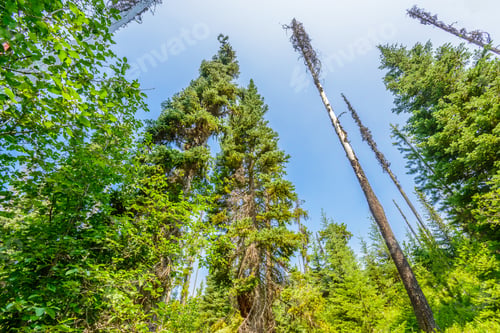 Preview: Beautiful Golden Summer Fir Forest With Brown Bark. Top Of The Trees.