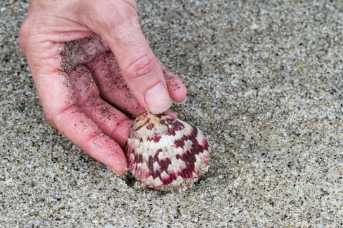 Preview: Close Up Of A Hand Picking Up A Colorful Sea Shell Form A Sandy Beach
