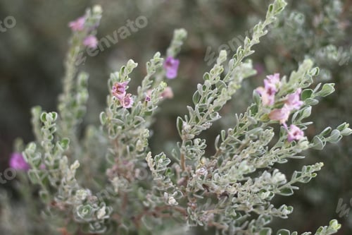 Preview: A Barometerbush Plant With Purple Flowers 0728