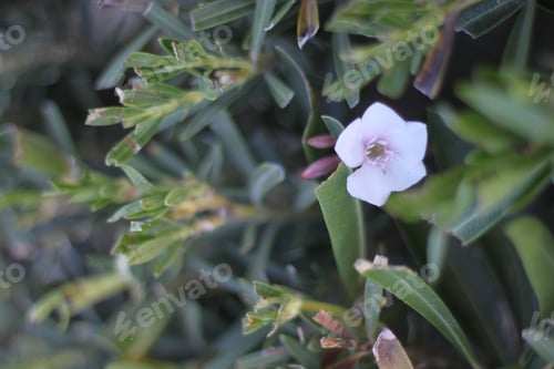 Preview: A Bush With Oleander Flowers 6520