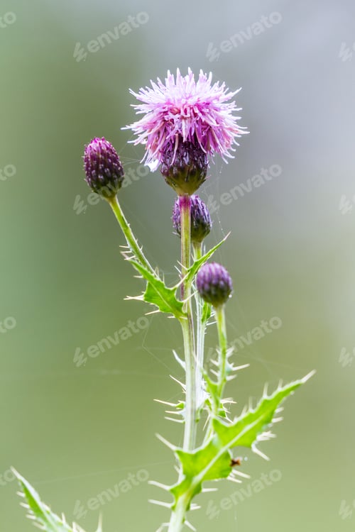 Preview: Close Up Of A Thistle Bloom With Out Of Focus Green Grass In The Background