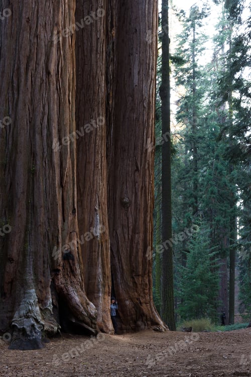 Preview: Sequoia Np, California - November 18: Woman Posing For A Picture At The Base Of These Large Sequoia